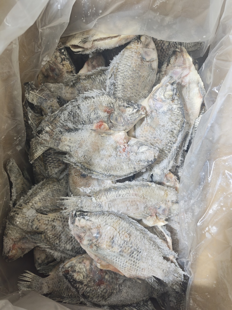 条冻开背三去二去等供应