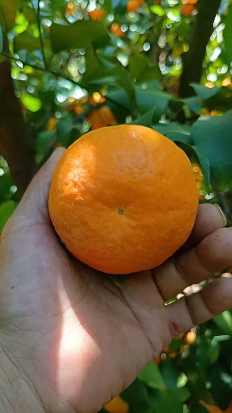 【精品】云南沃柑大量上市，汁水丰盈甜润，皮薄好剥