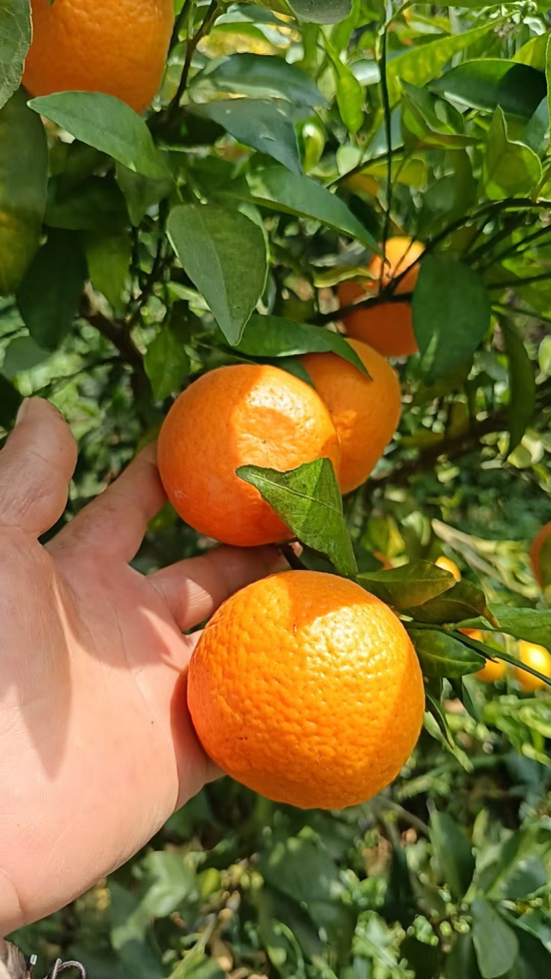 【精品】云南沃柑大量上市，汁水丰盈甜润，皮薄好剥