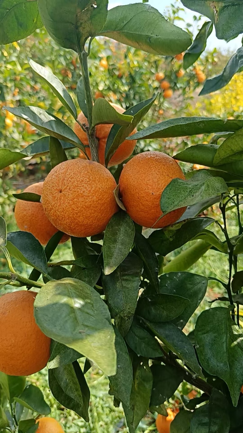 【精品】云南沃柑大量上市，汁水丰盈甜润，皮薄好剥