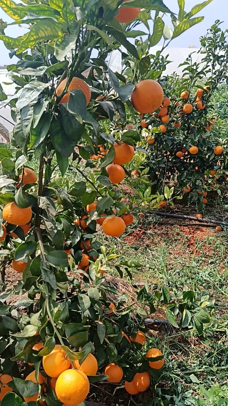 【精品】云南沃柑大量上市，汁水丰盈甜润，皮薄好剥