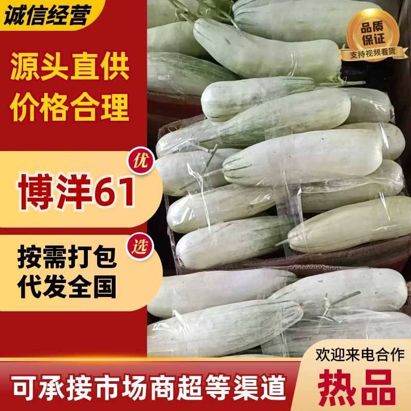 《羊角蜜甜瓜》博洋61甜瓜，河南甜瓜，承接电商微商一件代发