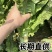 红叶香莴苣批发南通海安产地直供新鲜蔬菜现挖莴苣青笋