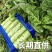 红叶香莴苣批发南通海安产地直供新鲜蔬菜现挖莴苣青笋