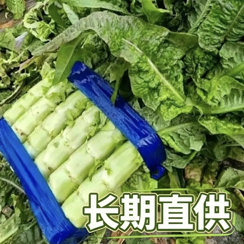 红叶香莴苣批发南通海安产地直供新鲜蔬菜现挖莴苣青笋