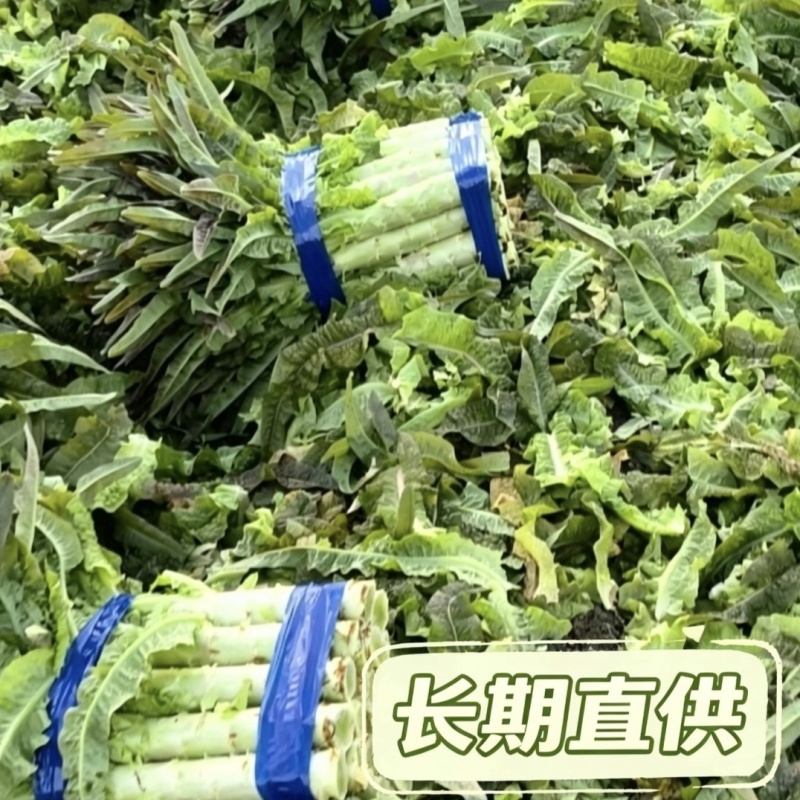 红叶香莴苣批发南通海安产地直供新鲜蔬菜现挖莴苣青笋