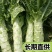 红叶香莴苣批发南通海安产地直供新鲜蔬菜现挖莴苣青笋