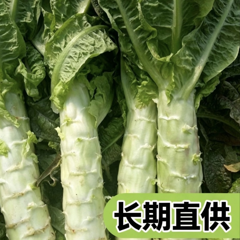 红叶香莴苣批发南通海安产地直供新鲜蔬菜现挖莴苣青笋