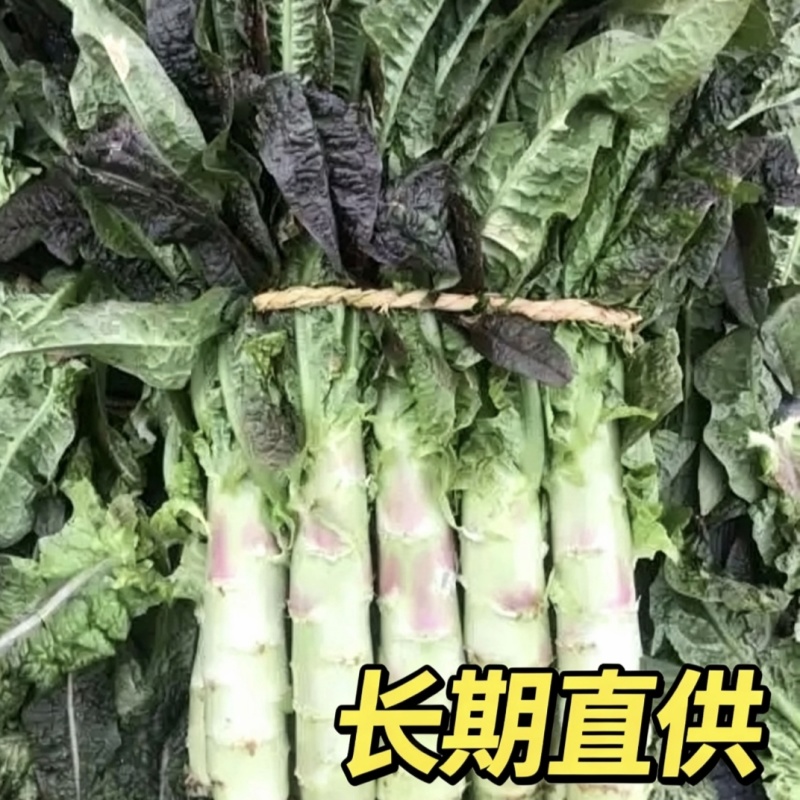 红叶香莴苣批发南通海安产地直供新鲜蔬菜现挖莴苣青笋