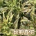 红叶香莴苣批发南通海安产地直供新鲜蔬菜现挖莴苣青笋