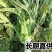 红叶香莴苣批发南通海安产地直供新鲜蔬菜现挖莴苣青笋