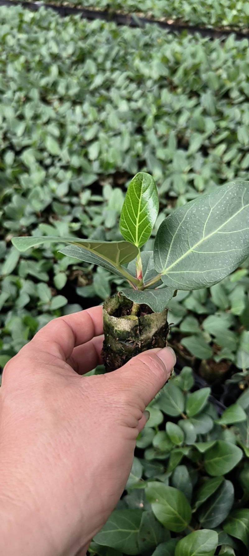 孟加拉榕，孟加拉榕树小杯苗，带杯发货一件装500棵。