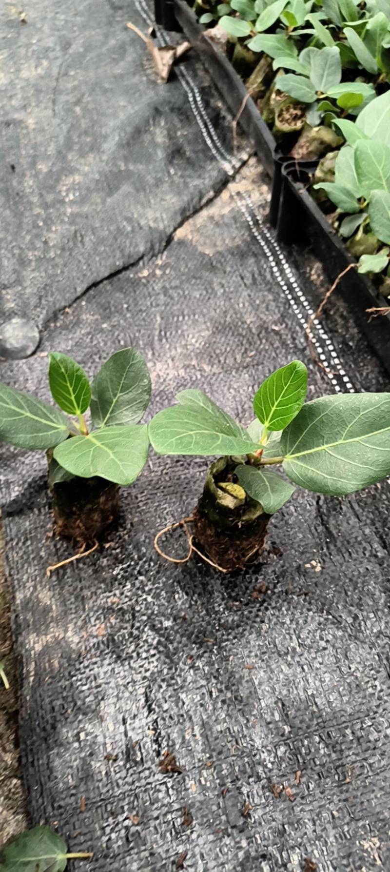 孟加拉榕，孟加拉榕树小杯苗，带杯发货一件装500棵。