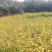 四川凉山正宗苦荞麦价格美丽质量好走货全国欢迎询价热卖