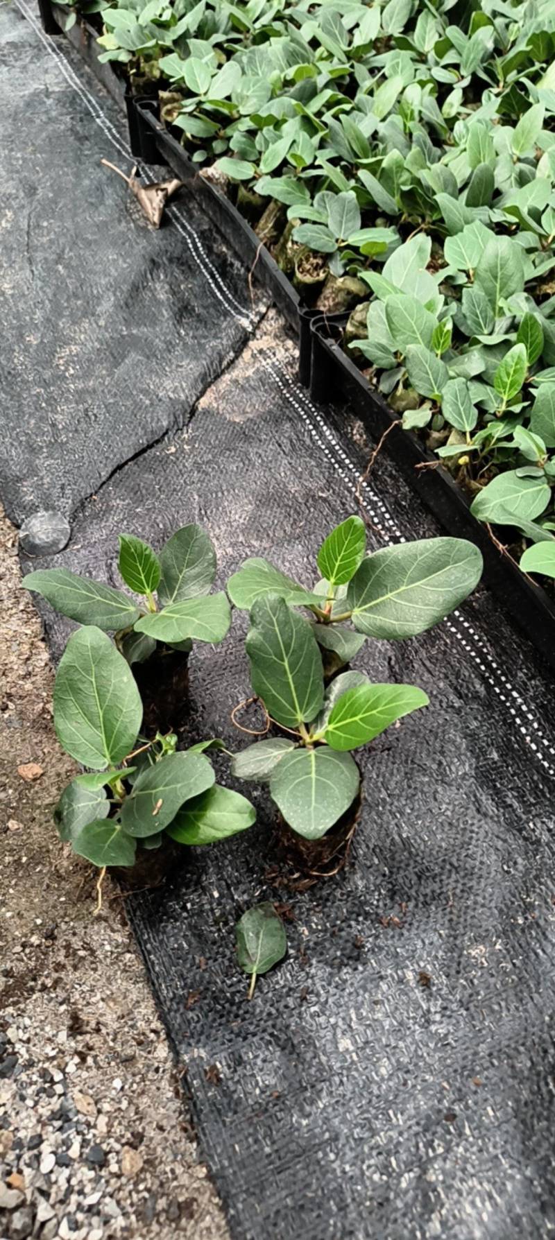 孟加拉榕，孟加拉榕树小杯苗，带杯发货一件装500棵。