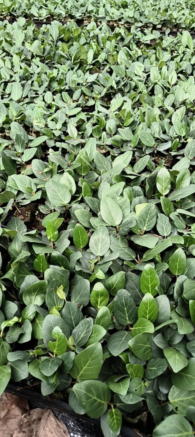 孟加拉榕，孟加拉榕树小杯苗，带杯发货一件装500棵。
