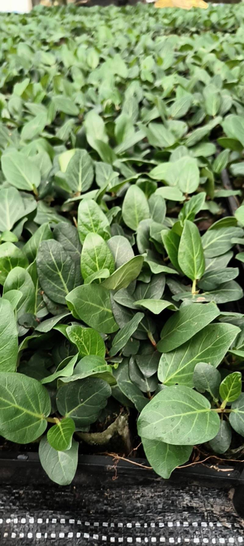 孟加拉榕，孟加拉榕树小杯苗，带杯发货一件装500棵。