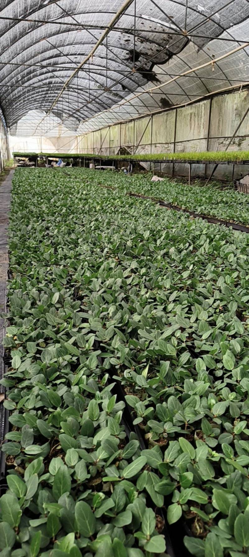孟加拉榕，孟加拉榕树小杯苗，带杯发货一件装500棵。