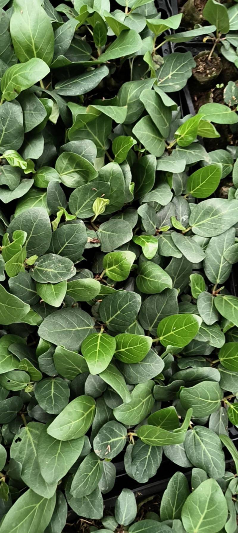 孟加拉榕，孟加拉榕树小杯苗，带杯发货一件装500棵。