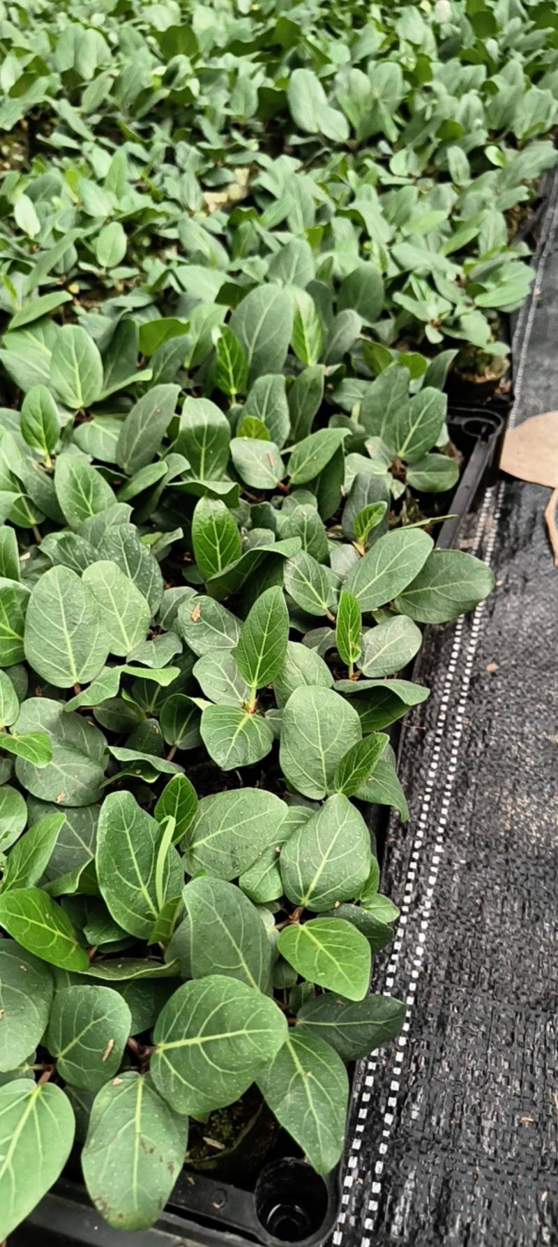 孟加拉榕，孟加拉榕树小杯苗，带杯发货一件装500棵。