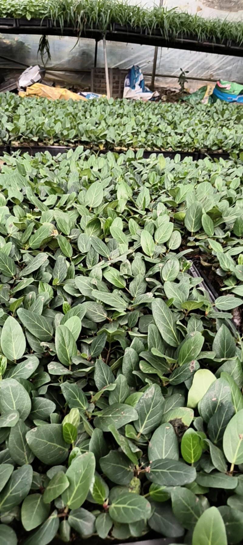 孟加拉榕，孟加拉榕树小杯苗，带杯发货一件装500棵。