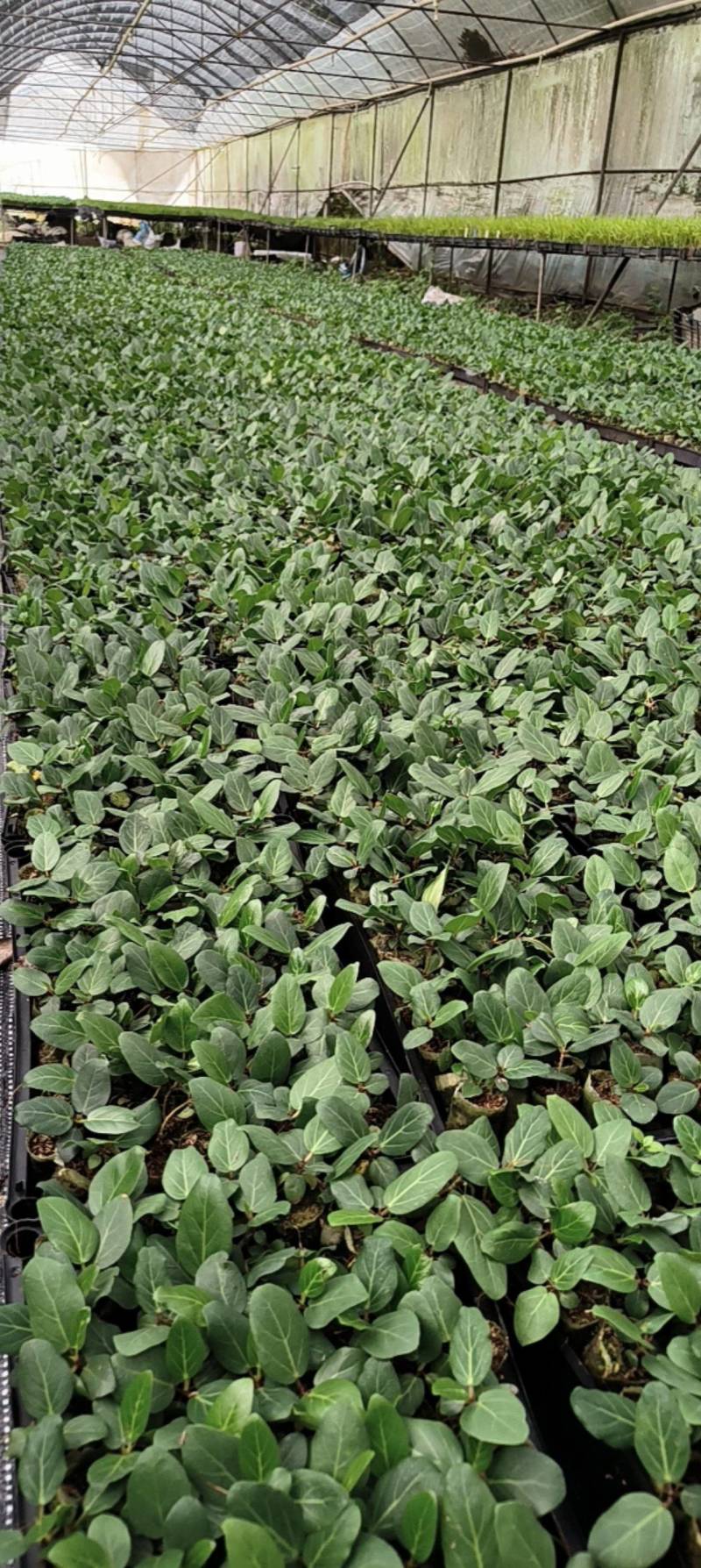 孟加拉榕，孟加拉榕树小杯苗，带杯发货一件装500棵。