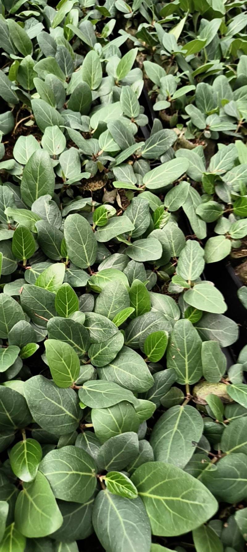 孟加拉榕，孟加拉榕树小杯苗，带杯发货一件装500棵。