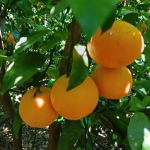 【精品】云南沃柑大量上市，汁水丰盈甜润，皮薄好剥
