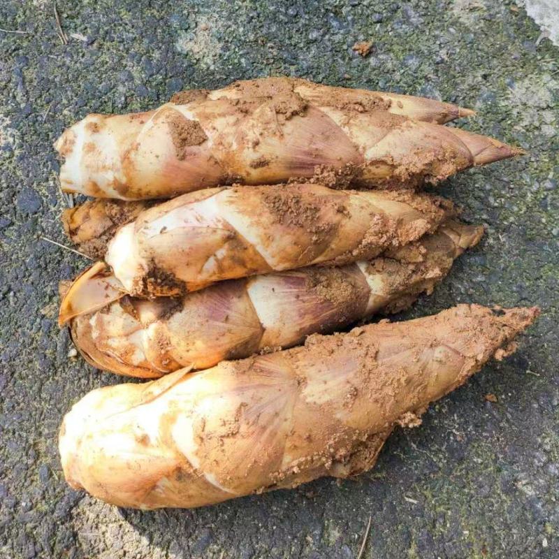 精品富阳本地高山白羊毛笋