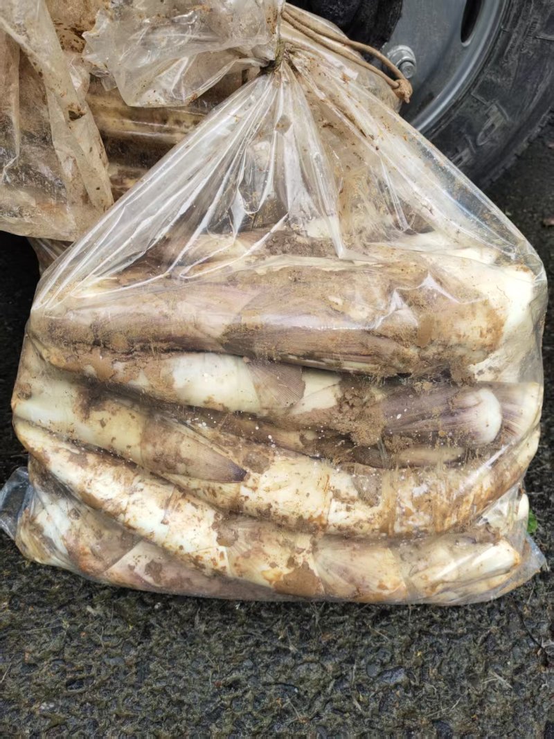 精品富阳本地高山白羊毛笋