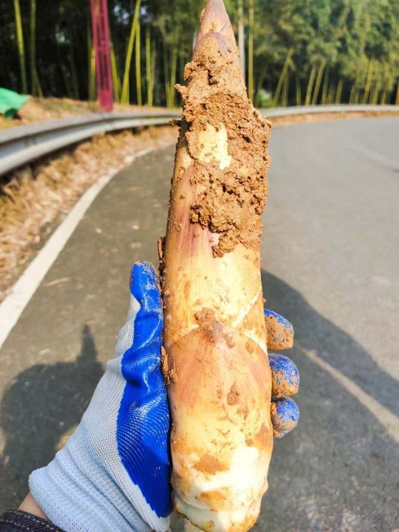 精品富阳本地高山白羊毛笋