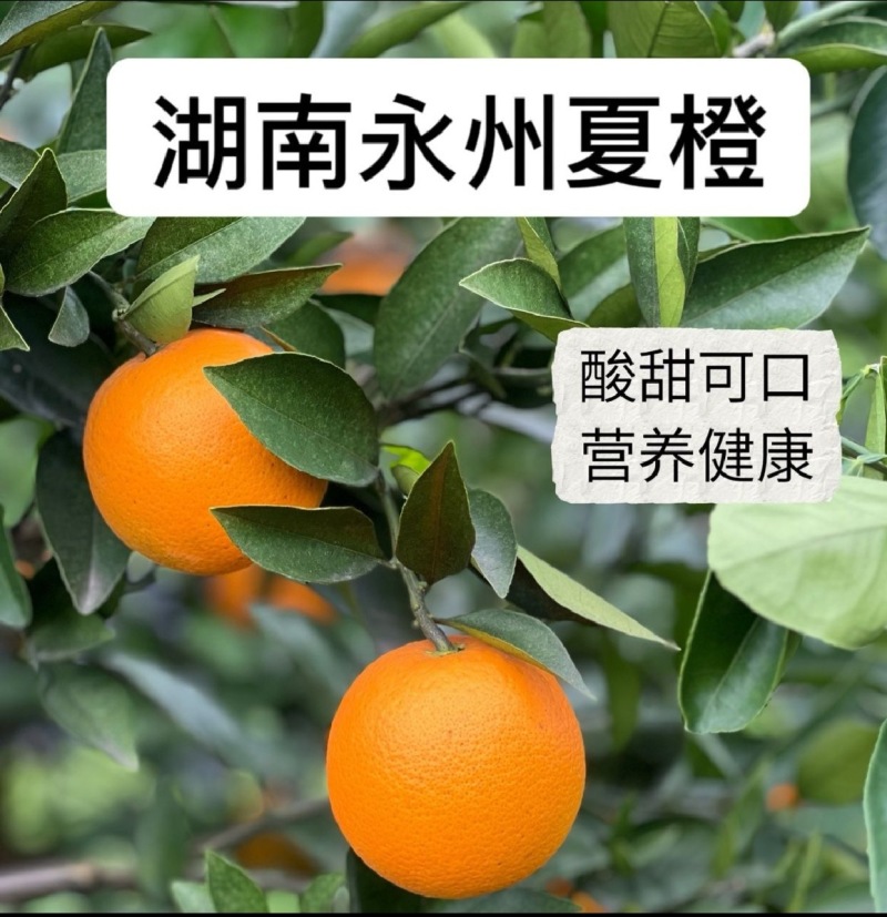 夏橙新出量大万亩基地