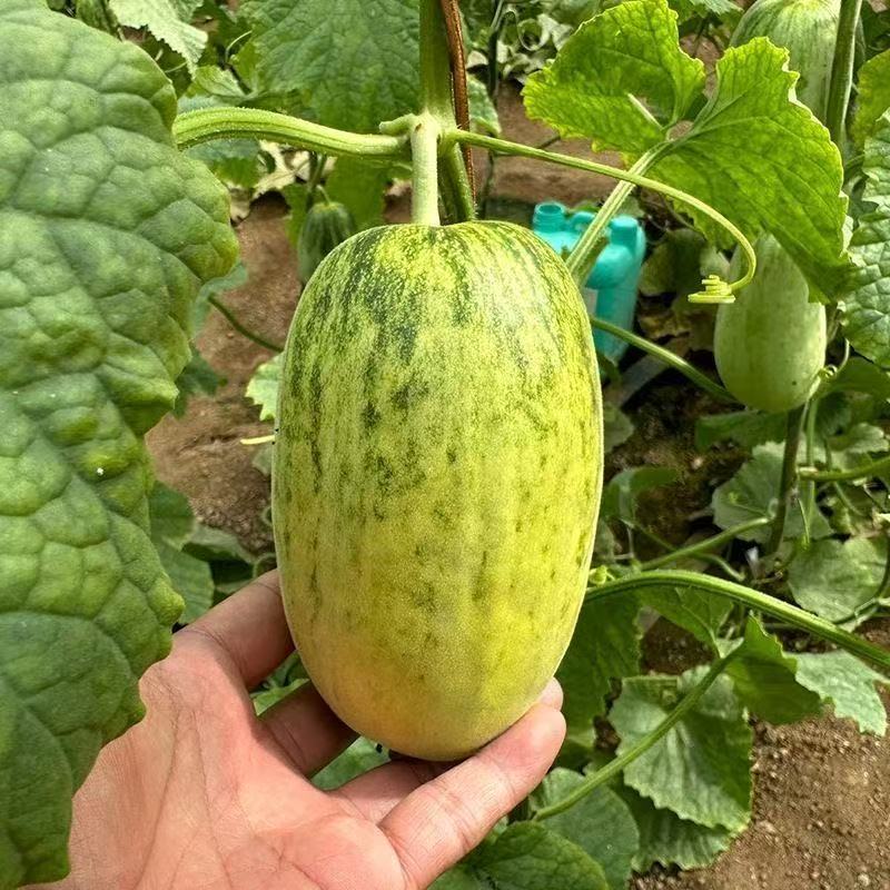 山东金冠甜瓜