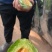 大棚甜爪博阳九