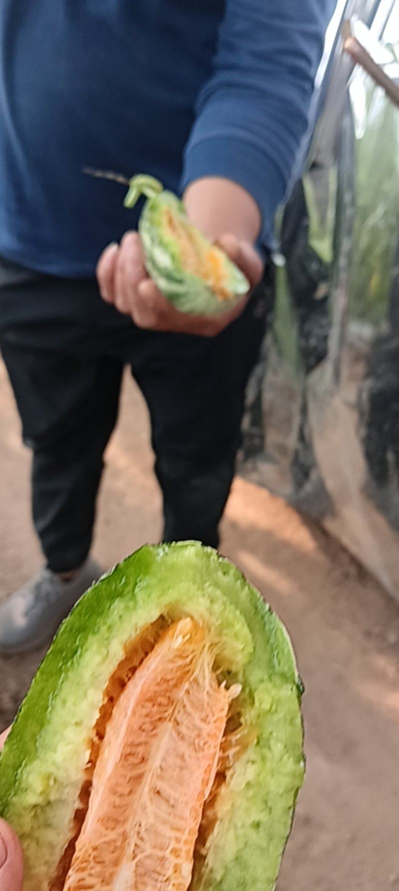 大棚甜爪博阳九