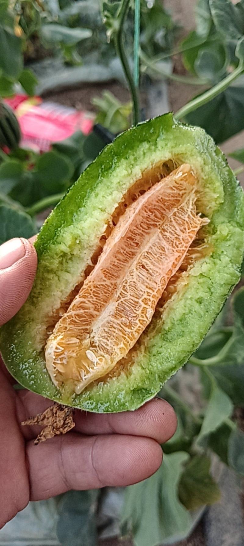 大棚甜爪博阳九
