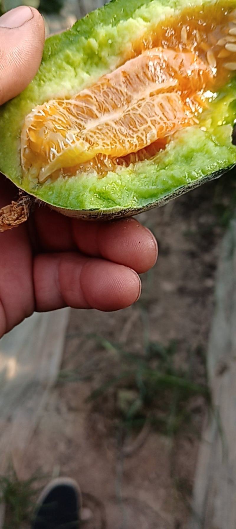 大棚甜爪博阳九