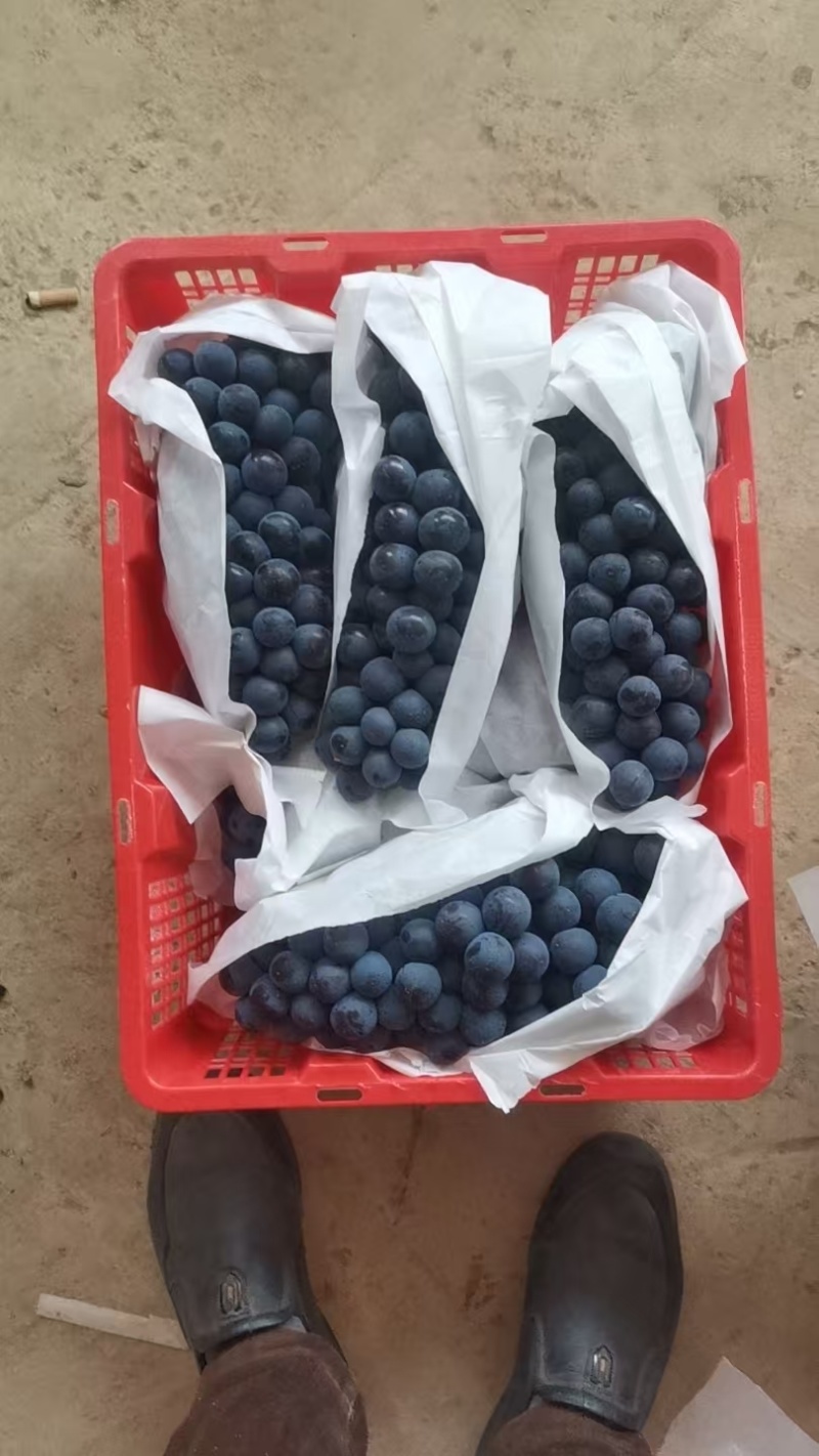云南夏黑葡萄，产地直供，量大从优，精选品质，欢迎采购