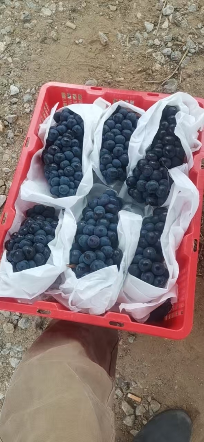 云南夏黑葡萄，产地直供，量大从优，精选品质，欢迎采购