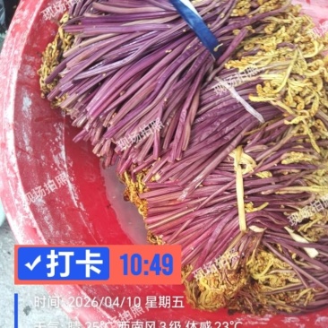 贵州蕨菜腌制菜