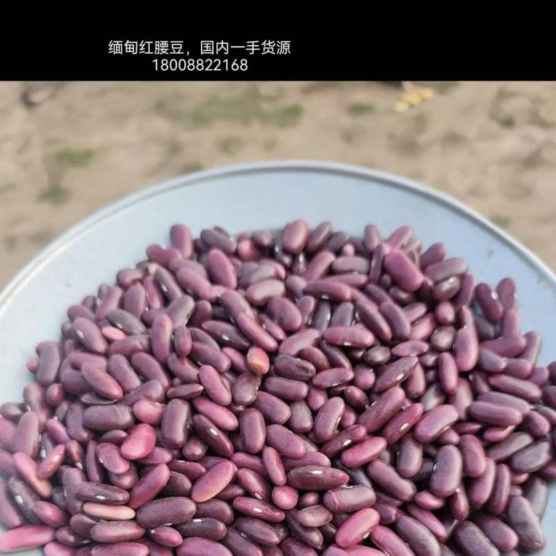 缅甸红腰豆，国内一手货源