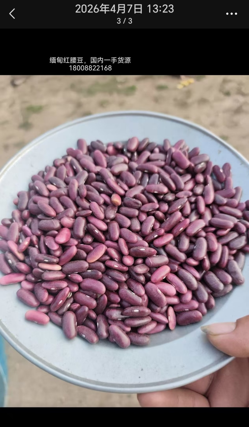 缅甸红腰豆，国内一手货源