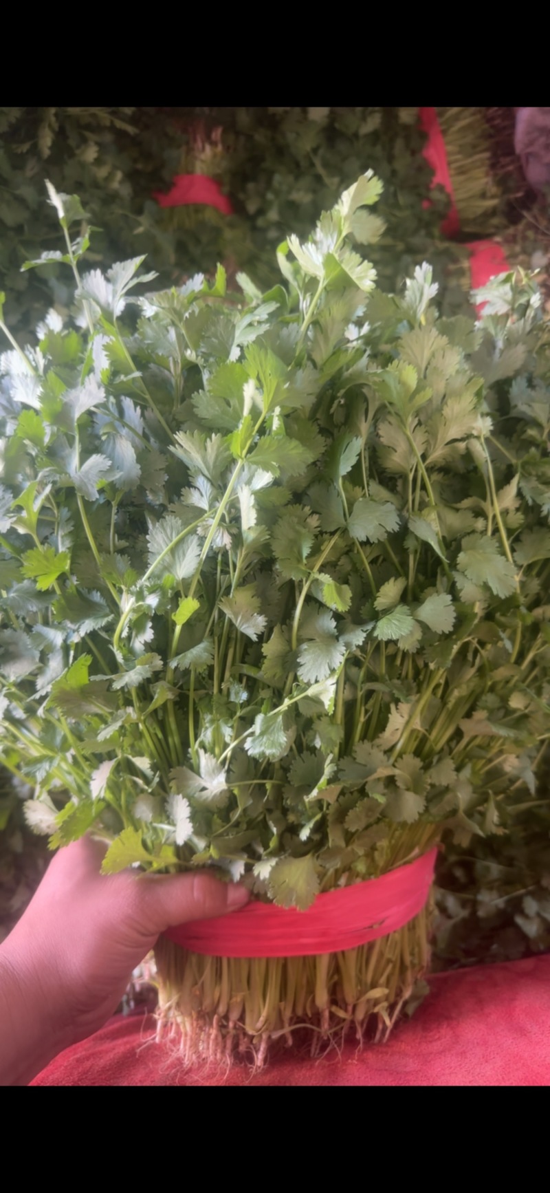 大叶香菜有量有价