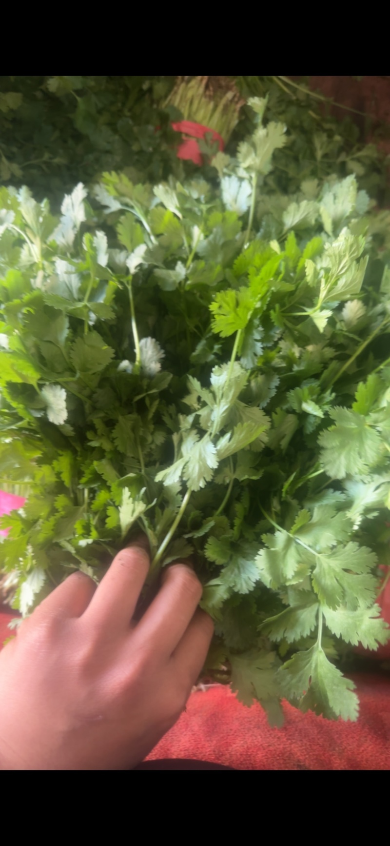 大叶香菜有量有价