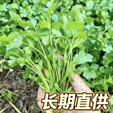 海安大叶香菜现摘现发南通产地直供专业合作社新鲜蔬菜