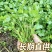 海安大叶香菜现摘现发南通产地直供专业合作社新鲜蔬菜