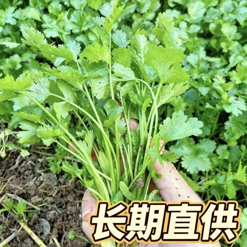 海安大叶香菜现摘现发南通产地直供专业合作社新鲜蔬菜