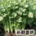海安大叶香菜现摘现发南通产地直供专业合作社新鲜蔬菜
