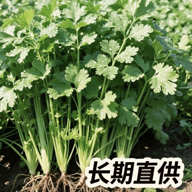 海安大叶香菜现摘现发南通产地直供专业合作社新鲜蔬菜