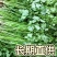 海安大叶香菜现摘现发南通产地直供专业合作社新鲜蔬菜